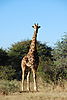 giraffe8.JPG