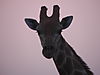giraffe_namibia.JPG