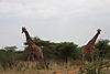 giraffes1.jpg