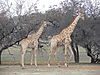 giraffes10.JPG