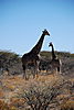 giraffes7.JPG