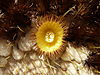 golden-barrel-cactus-flower.JPG