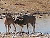 greater-kudu1.JPG