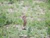 ground-squirrel.jpg