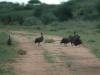 guineafowl-hunting.jpg