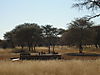 guineafowls.jpg