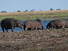 hippos-chobe.JPG