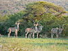 hunt-greater-kudus.JPG