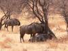hunting-blue-wildebeest.jpg