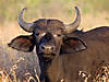 hunting-buffalo-04.jpg