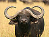 hunting-buffalo-05.jpg