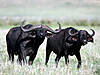 hunting-buffalo-06.jpg