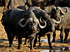 hunting-buffalo-07.jpg