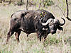 hunting-buffalo-09.jpg