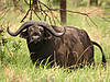hunting-buffalo-12.jpg