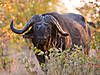 hunting-buffalo-14.jpg