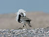 hunting-bustard.jpg