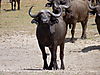 hunting-cape-buffalo6.JPG