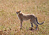 hunting-cheetah-02.jpg