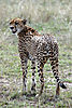 hunting-cheetah-05.jpg