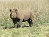 hunting-darting-black-rhino-03.jpeg