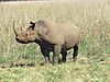 hunting-darting-black-rhino-04.jpeg