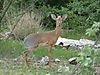 hunting-dik-dik-05.JPG