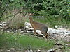 hunting-dik-dik-07.JPG