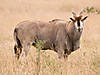 hunting-eland-01.jpg