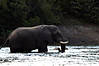 hunting-elephant-005.jpg