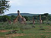 hunting-giraffe-01.JPG