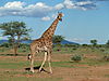 hunting-giraffe-08.JPG