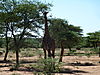 hunting-giraffe-12.JPG