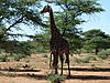 hunting-giraffe-18.JPG