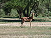 hunting-impala-07.JPG
