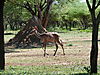 hunting-kudu-021.JPG