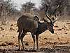 hunting-kudu-18.jpg