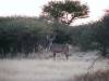 hunting-kudu.jpg