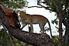 hunting-leopard-004.jpg