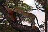 hunting-leopard-005.jpg