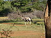 hunting-oryx-24.JPG