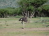 hunting-ostrich-16.JPG