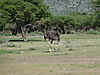 hunting-ostrich-17.JPG