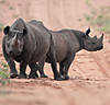 hunting-rhino2.jpg