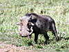 hunting-warthog-02.jpg
