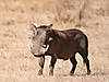 hunting-warthog-05.jpg