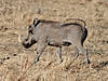 hunting-warthog-08.jpg