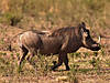 hunting-warthog-09.jpg