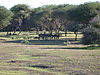 hunting-waterbuck3.JPG