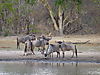 hunting-wildebeest-011.JPG